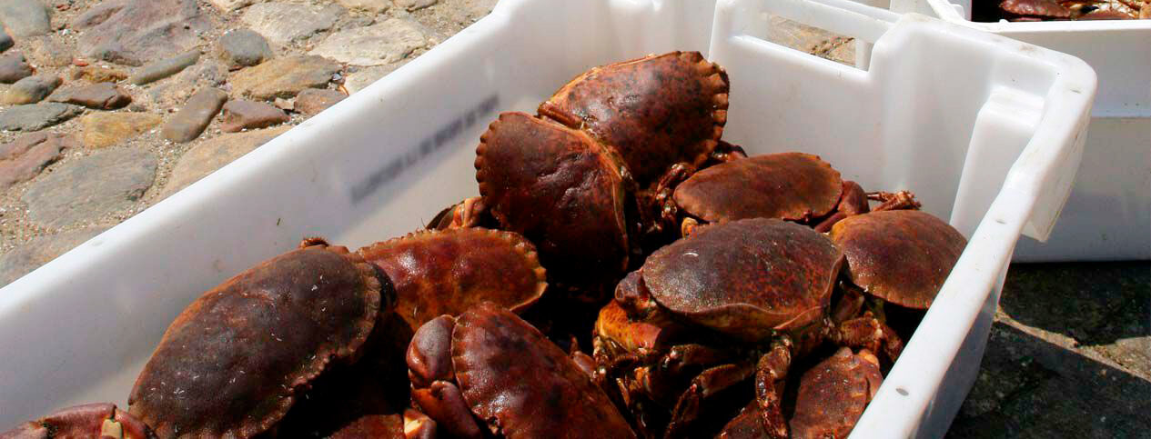 pescado y marisco gallego online armadores del norte